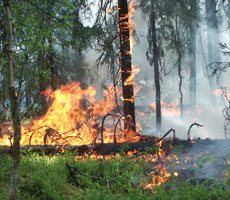 В Красноярском крае в течение этого лета было зафиксировано 455 лесных пожаров